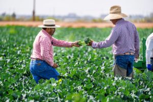 From Farm to Table: Why Quality Agricultural Products Matter
